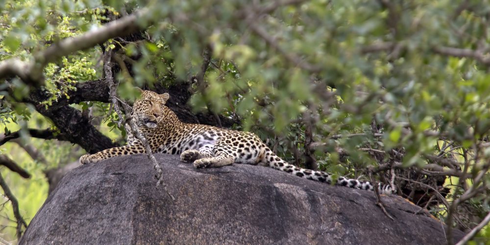Leopard im Kruger Nationalpark in Südafrika