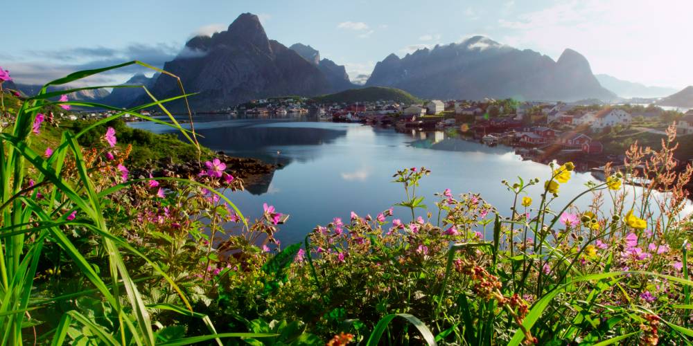 Reine auf den Lofoten in Norwegen mit Blumen im Vordergrund
