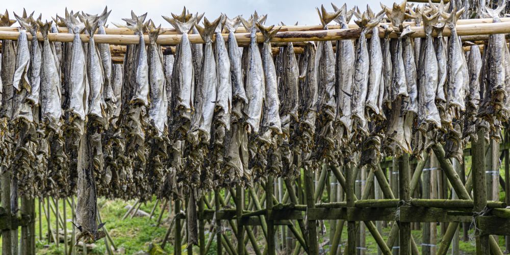 Stockfisch trocknet an Holzgestellen auf den Lofoten in Norwegen