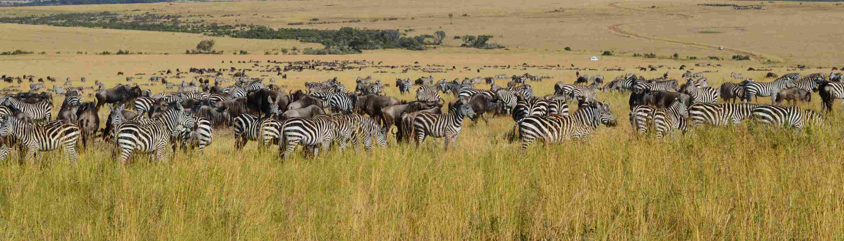 Das Wunder der Masai Mara: Im wilden Herzen Kenias