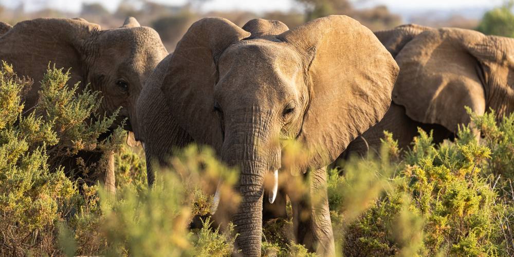Elefanten im Gebüsch in der Masai Mara in Kenia