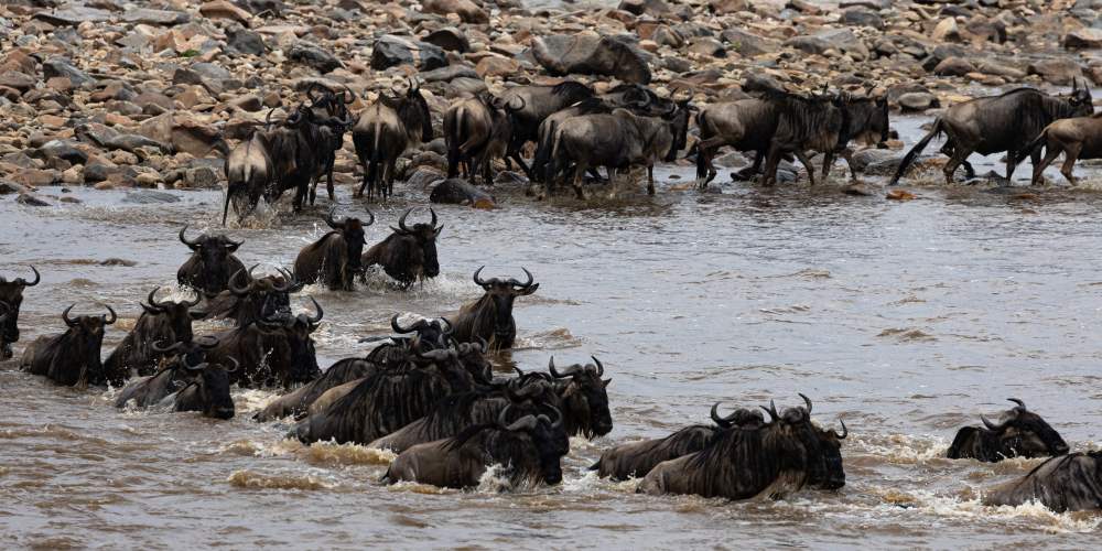 Gnus bei Flussdurchquerung in der Masai Mara in Kenia