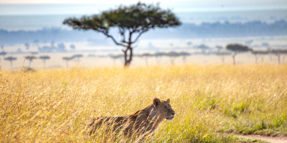 Löwe vor Akazie in der Savanne der Masai Mara in Kenia
