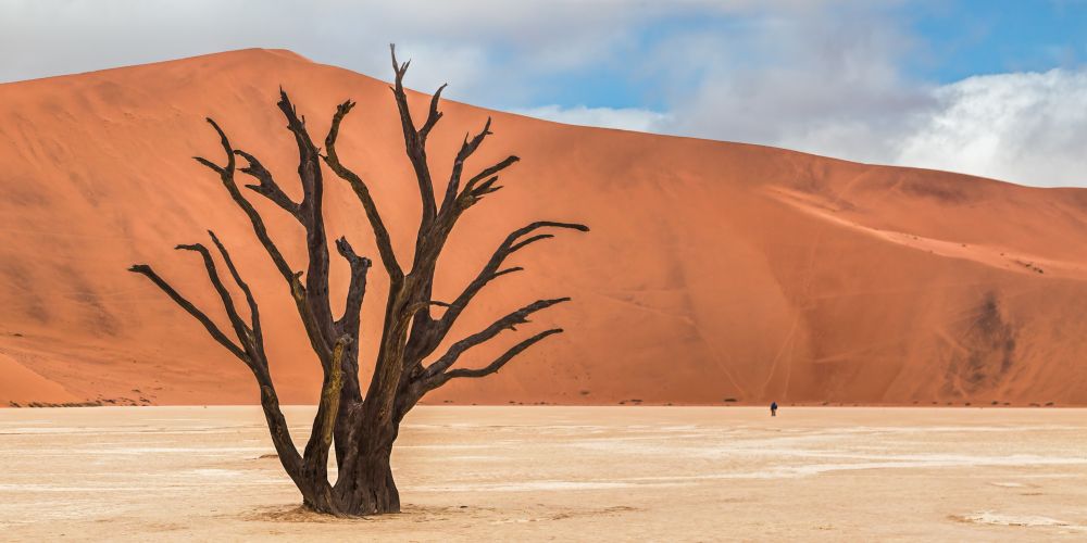 Kahler Baum im Deadvlei in der Namib-Wüste