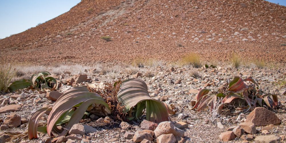 Welwitschia-Pflanzen in der Namib-Wüste