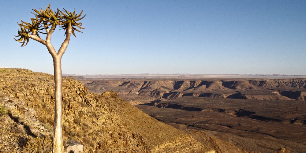 Köcherbaum am Rande des Fish River Canyons in Namibia