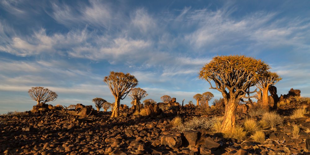 Köcherbaumwald in Namibia