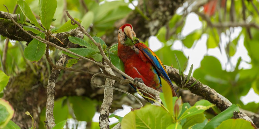 Roter Ara beim Mandelknacken im Baum im Corcovado Nationalpark in Costa Rica