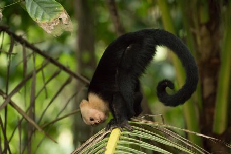 Ein Kapuzineräffchen auf Blatt im Corcovado Nationalpark in Costa Rica