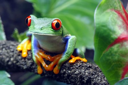 Ein Rotaugenlaubfrosch in Costa Rica