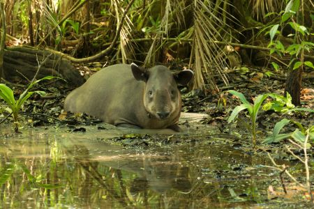 Ein Tapir im Corcovado Nationalpark in Costa Rica