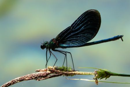 Libelle Nationalpark Plitvicer Seen