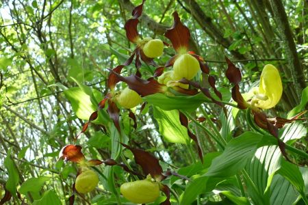 Gelber Frauenschuh Orchidee
