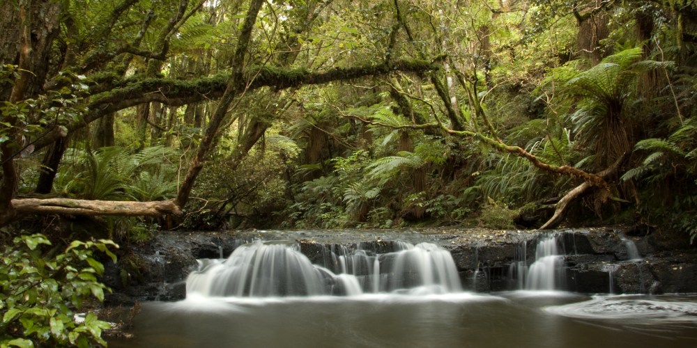 Kleiner Wasserfall in den dichten Wäldern der Catlins in Neuseeland