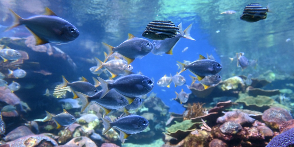 Fische und Korallen beim Schnorcheln im Ningaloo Reef in Australien