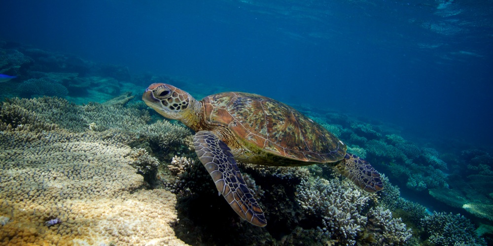 Schildkröte schwimmt über Korallen und Sand im Ningaloo Reef in Australien