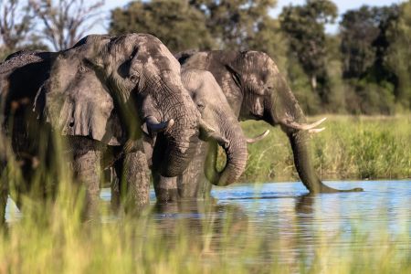 Elefanten am Khwai Fluss in Botswana