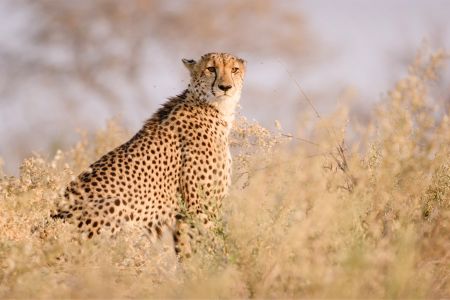 Gepard in Khwai in Botswana