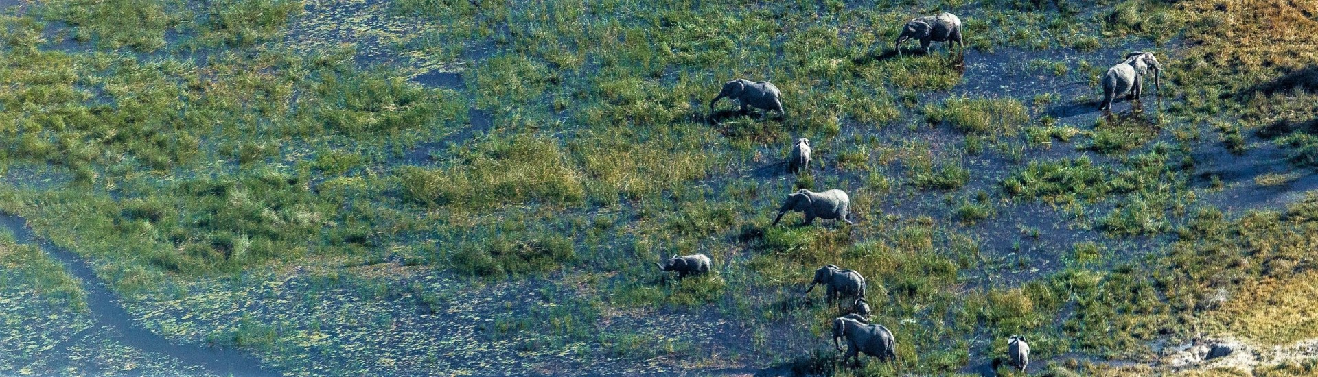Das Okavango Delta: Oase aus Palmen und Papyrus