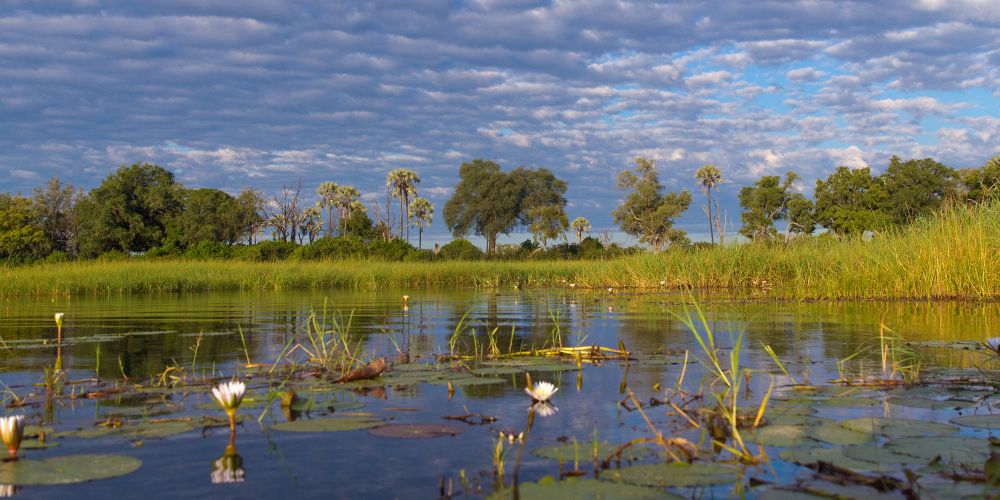 Landschaft mit Wasserlilien im Okavango Delta in Botswana