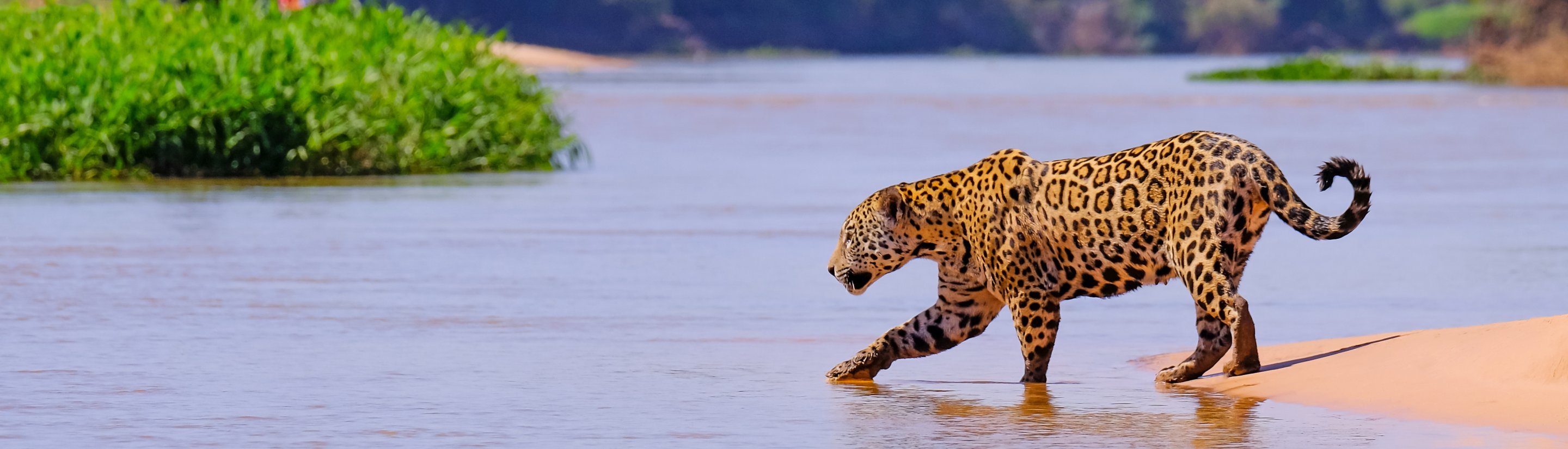 Pantanal in Brasilien: Im Land der Jaguare
