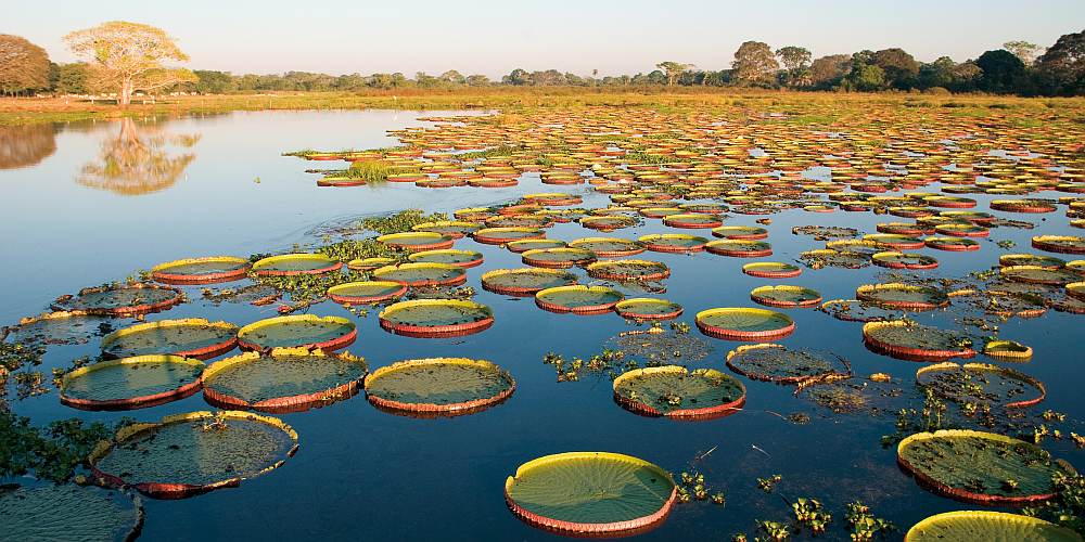 Seerosen auf Wasser im Pantanal in Brasilien