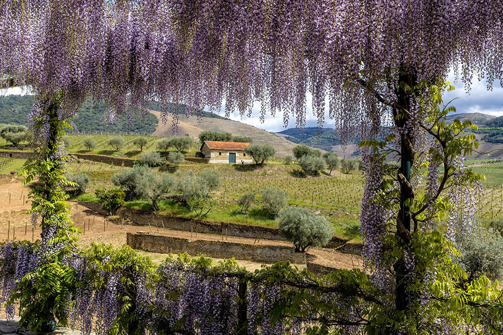 Dourotal Winzerei Portugal Portwein