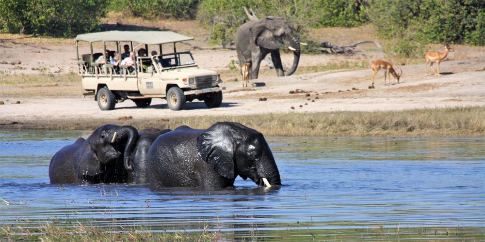Elefanten im Chobe Fluss mit Safari-Fahrzeug an Land im Chobe Nationalpark in Botswana