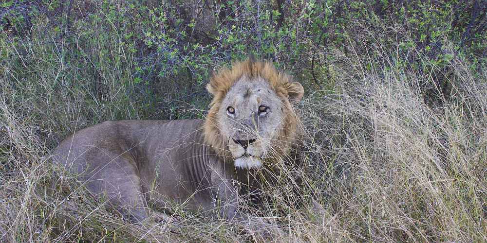Löwe in der Khwai Concession im Okavango Delta in Botswana