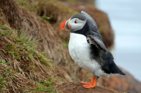 0Papageientaucher auf Island