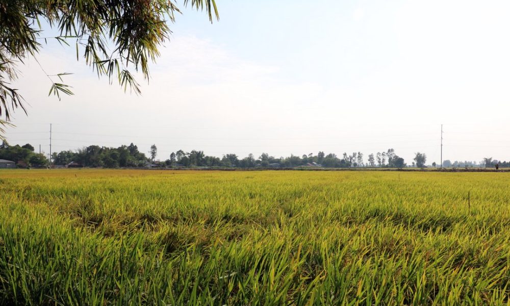 Grüne Reisfelder in Vietnam