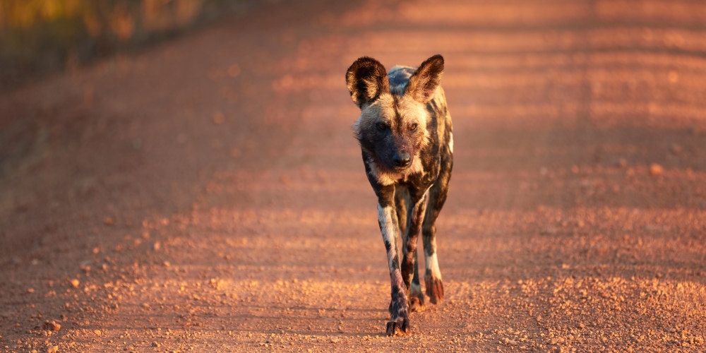 Wildhund im Kafue Nationalpark in Sambia