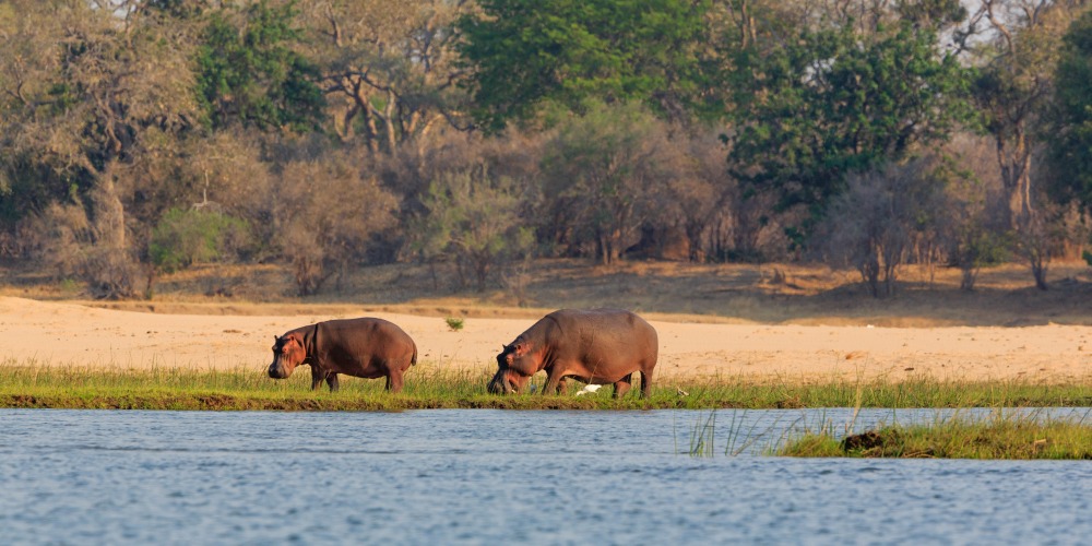 Elefanten am Sambesi im Lower Zambezi Nationalpark in Sambia