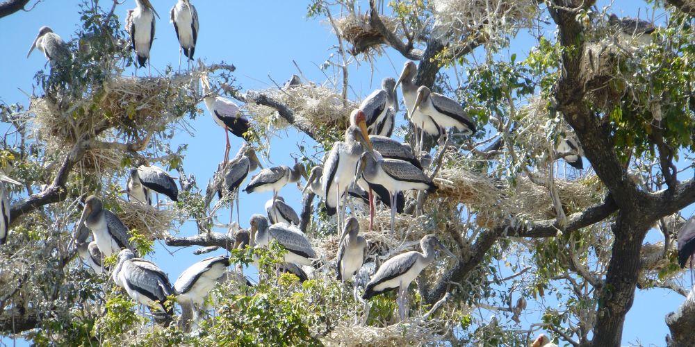 Storchenkolonie im Nsefu Wildschutzgebiet in Sambia