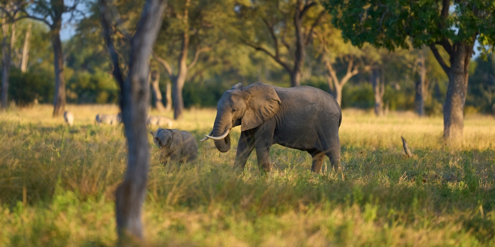 Elefanten zwischen Bäumen im South Luangwa Nationalpark in Sambia