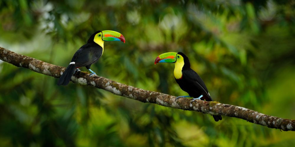 Zwei Tukane im Dschungel von Costa Rica