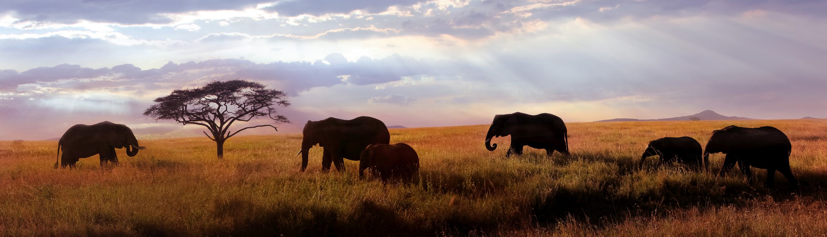 Serengeti: Die Königin der Savannen