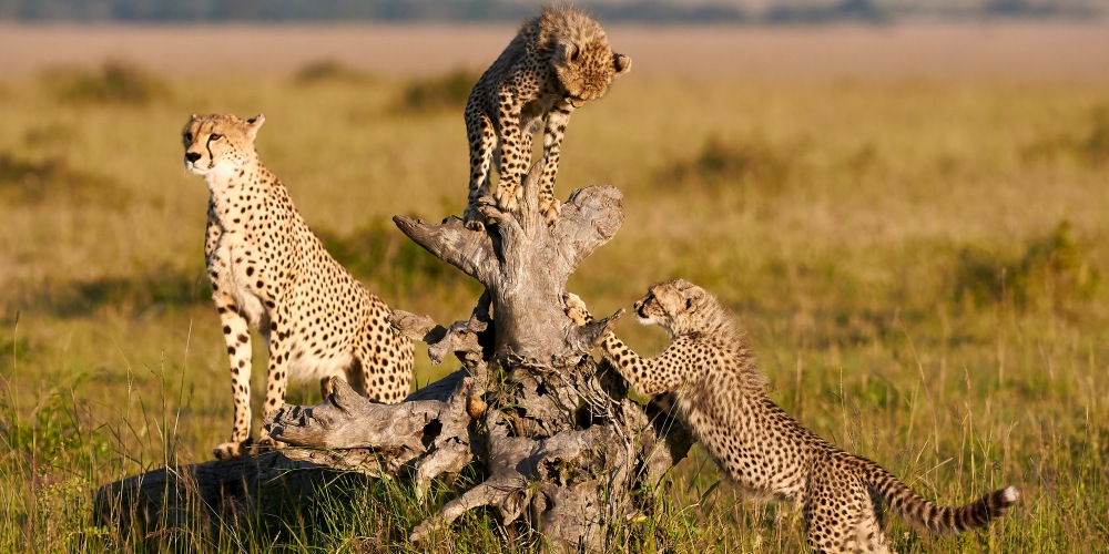 Gepardenfamilie in der Serengeti