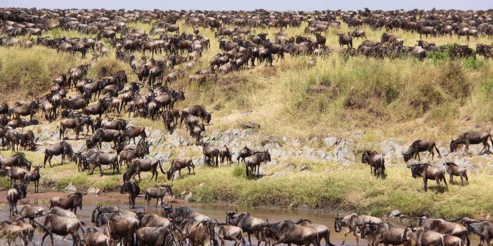 Große Büffel und Zebraherde währen der Great Migration in der Serengeti
