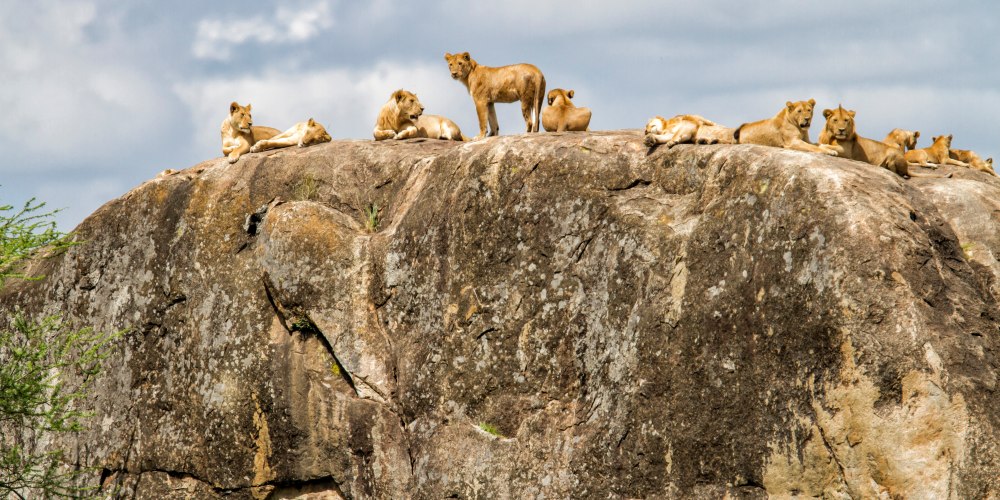 Löwenrudel auf einem Felsen in der Serengeti
