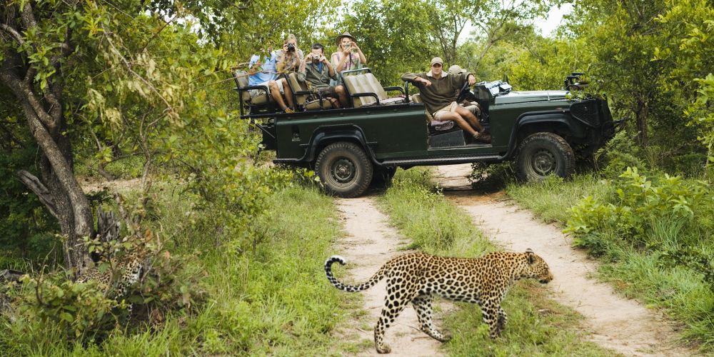 Leopard und Safari-Geländewagen im Kruger Nationalpark in Südafrika