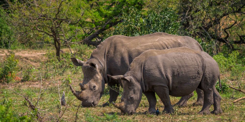 Rhinos im Hluhluwe-iMfolozi Park in Südafrika