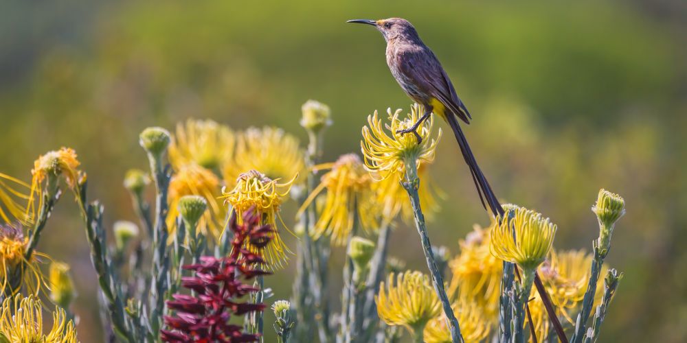 Vogel auf Blüte an der Garden Route in Südafrika