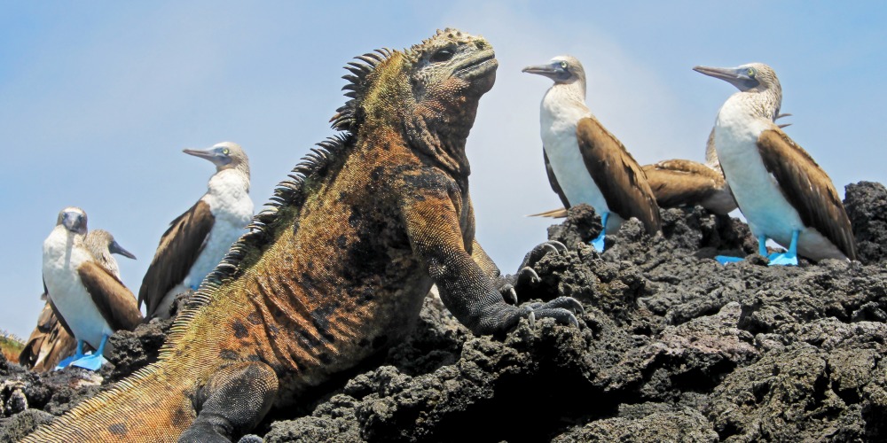 Leguan und Blaufußtölpel auf den Galapagos Inseln