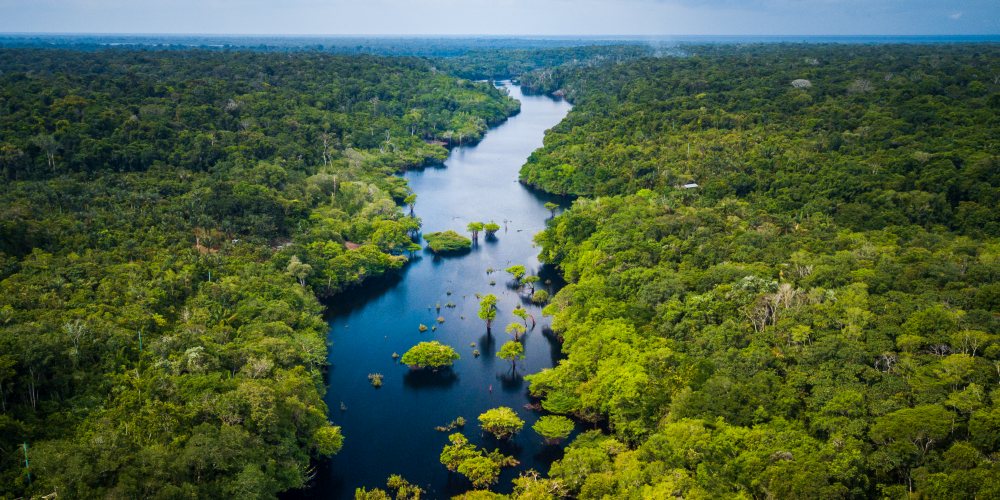 Blick aus der Luft auf den Amazonas Regenwald
