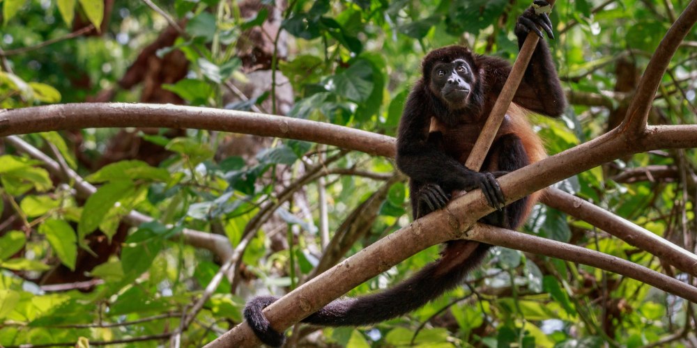 Ein Brüllaffe im Baum in Costa Rica