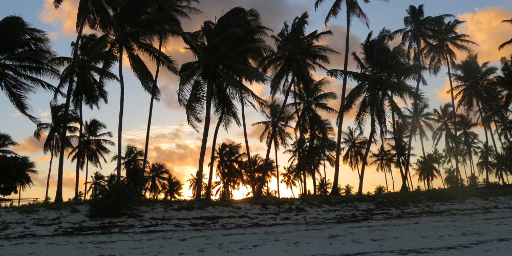 Palmen vor Sonnenuntergang am Strand von Sansibar in Tansania