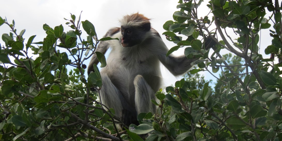 Affe im Jozani Nationalpark auf Sansibar in Tansania