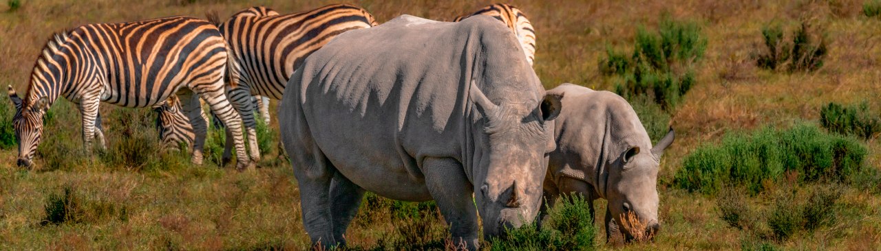 Nashörner und Zebras in Südafrika