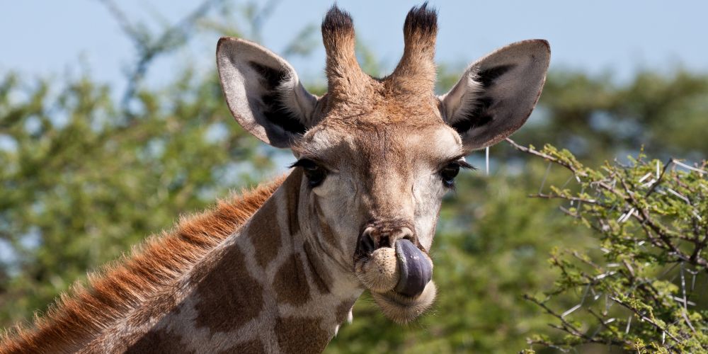 Kopf einer Giraffe in Namibia